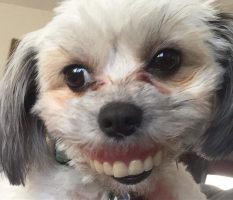 perro con dentadura